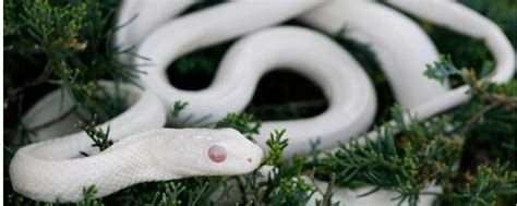 生病圖 夢見白色的蛇